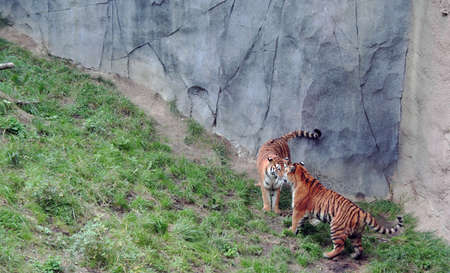 Tigers stand off and challenge each otherの写真素材