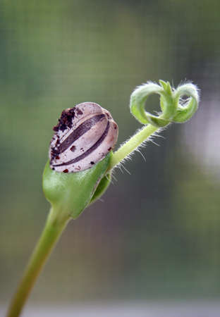 Spring sunflower seedling leaves stem shell still attachedの写真素材
