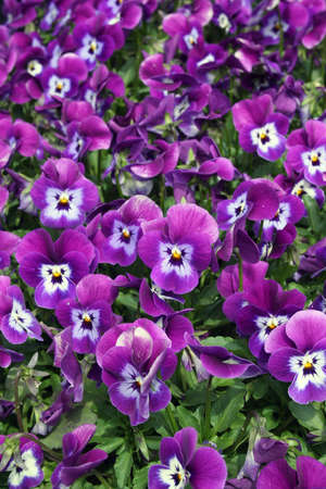 Spring violets bloom in endless field of colorの写真素材