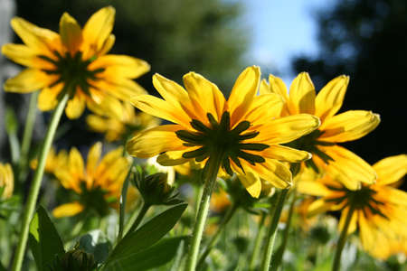 Summer daisies in sunlight view from undersideの写真素材