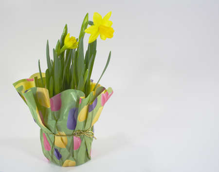 Pot of daffodils wrapped in springtime paper and gold bow