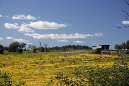 Summertime meadow covered in yellow flowersの写真素材
