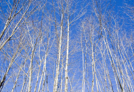 Maple sugar processing tapping trees collecting sap