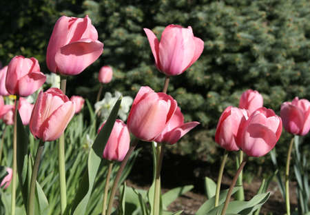 field of pink tulips for spingtime background or textureの写真素材