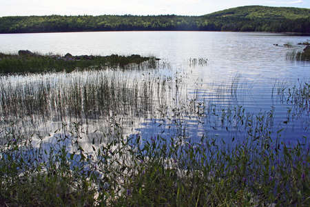 tranquil pond with blue sky reflection and greensの写真素材