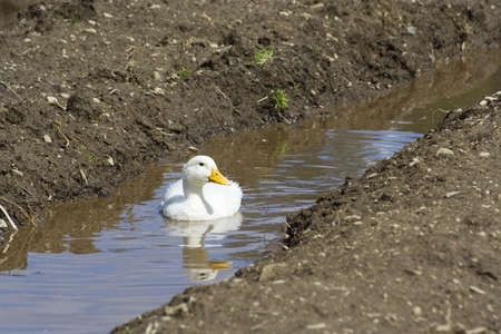 white ducks on farm raised for meat and eggsの写真素材