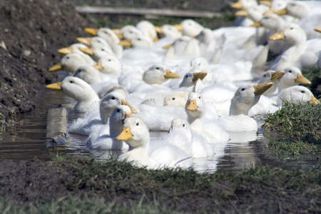 white ducks on farm raised for meat and eggsの写真素材