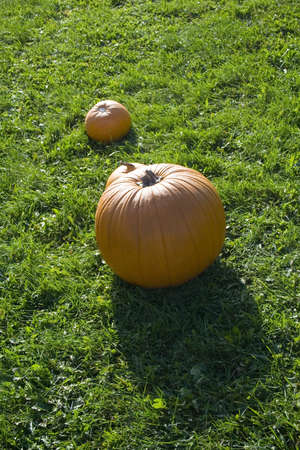 Bright orange pumpkins at farm stand with smaller one and shadowの写真素材