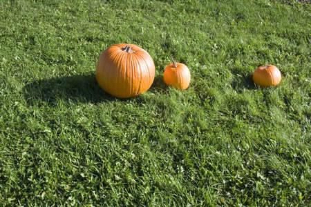 Large bright orange pumpkins at farm stand on green grassの写真素材