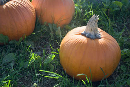 Bright orange pumpkins at farm standの写真素材
