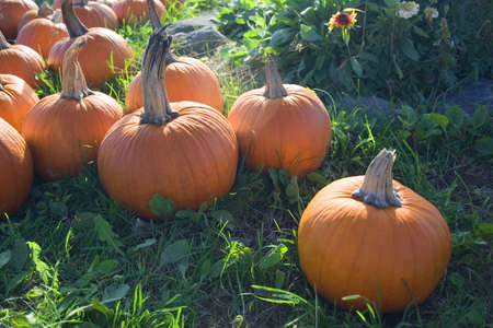 Bright orange pumpkins at farm standの写真素材