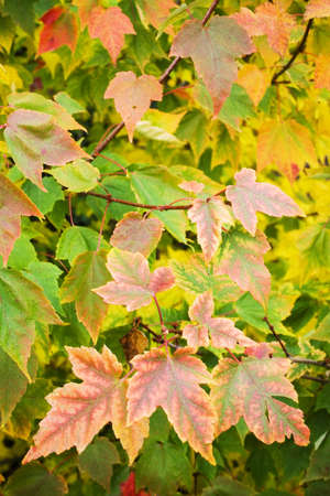 Close up of autumn leaves detailの写真素材