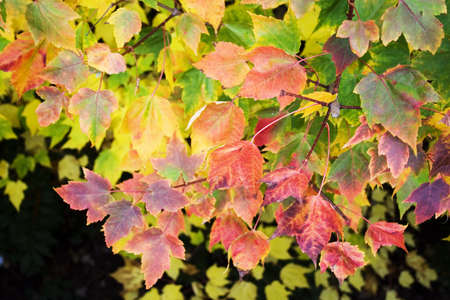 Close up of autumn leaves detail