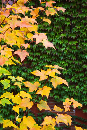 Close up of autumn leaves detailの写真素材