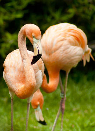 Two colorful caribbean flamingos stand together at zooの写真素材