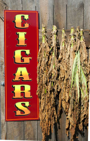 tobacco leaves hanging to dry near sign for cigarsの写真素材