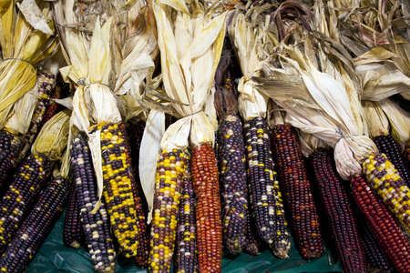 Colorful dried corn ears for decoration in autumnの写真素材