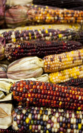 Colorful dried corn ears for decoration in autumnの写真素材