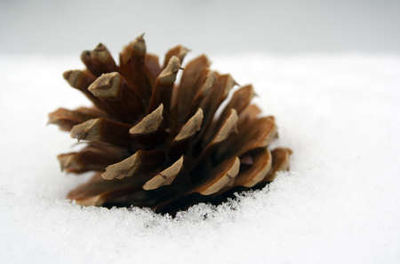single pine cone set in fresh snow close up detailの写真素材