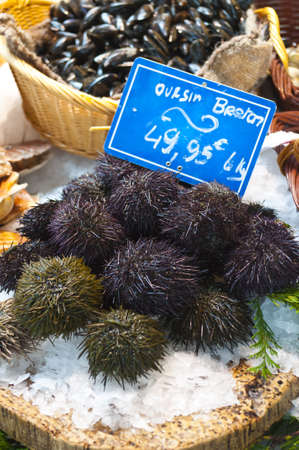 Fresh Sea Urchins on ice and fish market