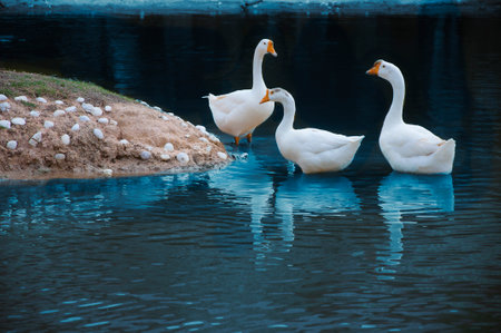 Three geese are wading in calm water while others rest on a nearby sandy bank. The sun casts a warm glow over the scene.の写真素材