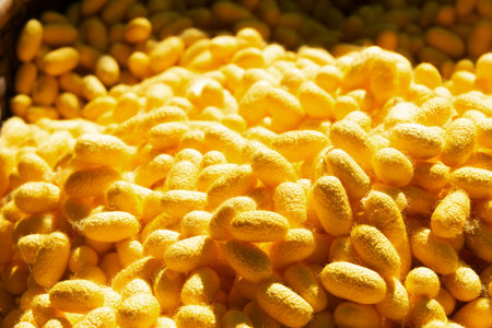 Bright yellow silk cocoons are clustered together, showcasing their unique texture and hue, typical of a textile workshop's output.の写真素材