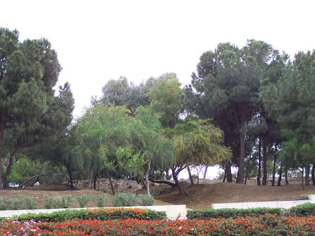 Pretty trees in cyprus.の写真素材