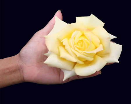 Yellow rose in the hand with black background. の写真素材