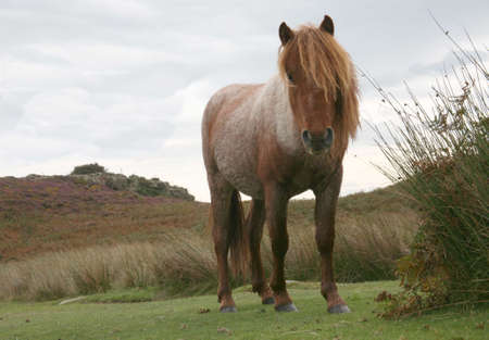 Wild horses on Conwy mountainの写真素材