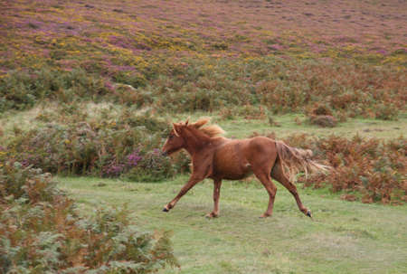 Wild horses on Conwy mountainの写真素材