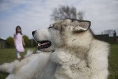 Little girl out of focus sneaking up on a big malamute