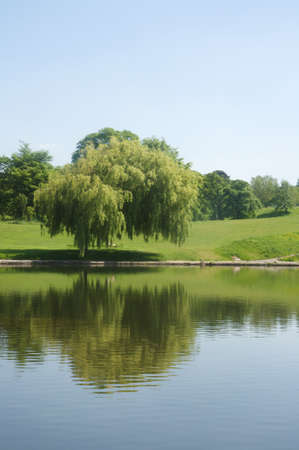Weeping willowの写真素材
