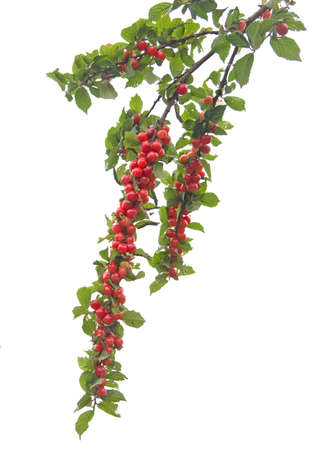 The cherry fruits