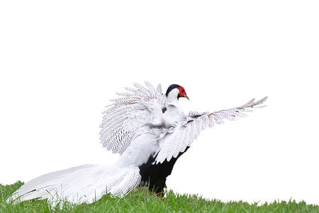 Silver Pheasantの写真素材