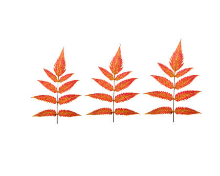 red autumnal leavesの写真素材