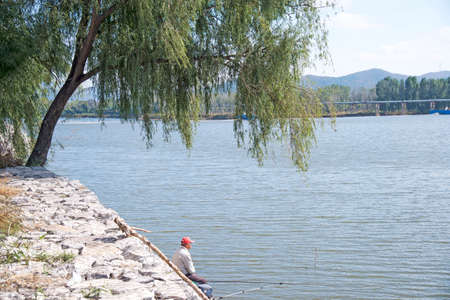 willow by the lakeのeditorial素材