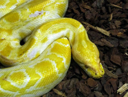 Close-up of head of large yellow and white Burmese Python 