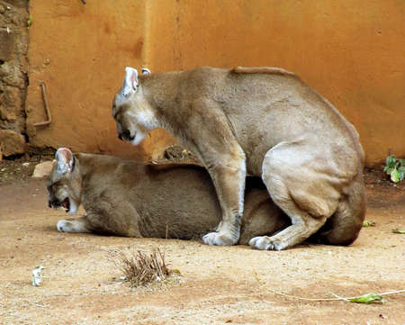 Picture of Pumas in captivity busy mating の写真素材