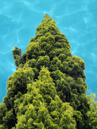 Tree Reaching Up Into a Sky Pool of Life Giving Waterの写真素材