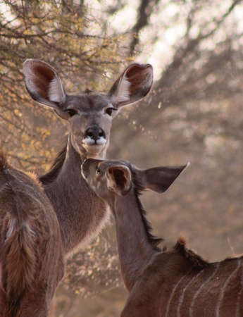 Rare Tender Moment Between Mother Kudu Ewe and Foalの写真素材