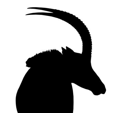 Large Sable Bull Portrait Picture Looking Sideways Isolated Silhouetteのイラスト素材