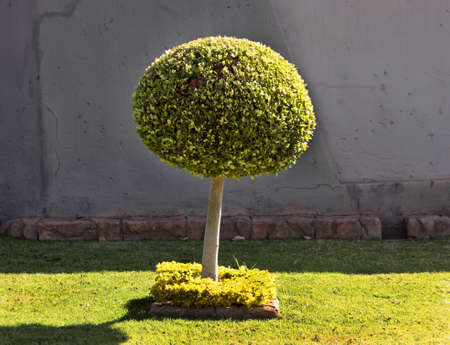 Artistic Tree on Sidewalk Trimmed Into Ball Shape の写真素材