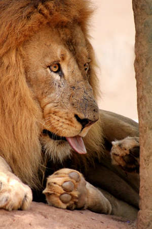 Lion Cleaning Himself with His Tongue Sticking Out 