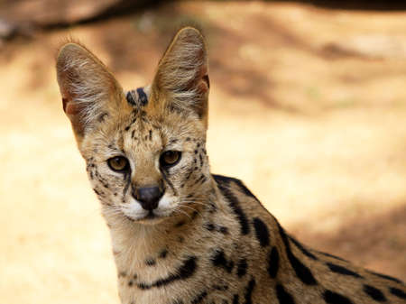 Close-Up Picture of Face of a Serval African Wild Catの写真素材