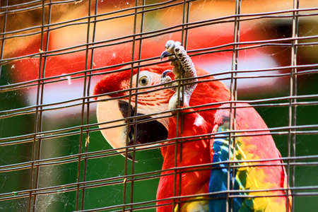 Caged Scarlet Macaw in HD Wishing He Was Outside 