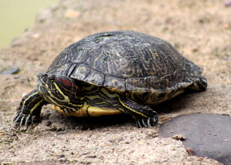 Close-up of Red Eared Slider Terrapin with Damaged Shell