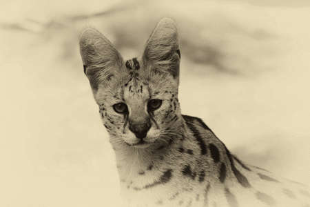 Sepia Toned Image of a Serval Wild Cat 