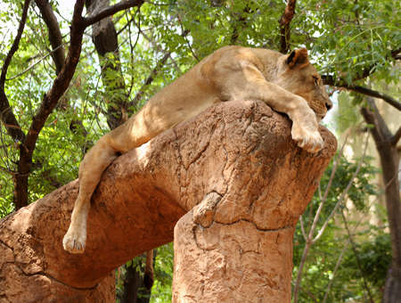 Perched for a Little Daytime Nap for the Big Lion Catの写真素材