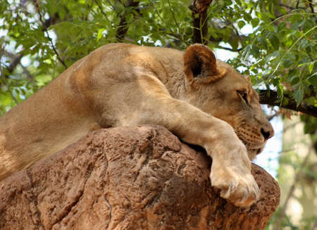 A Little Daytime Nap for the Big Lion Catの写真素材