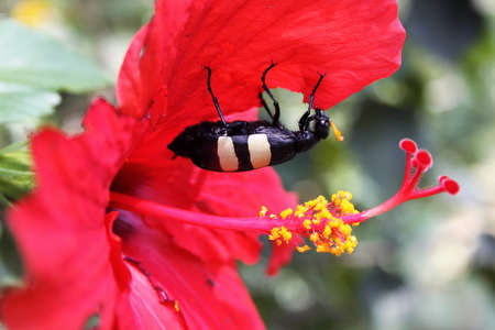 Black Yellow Striped African Blister Beetle Feeding on Hibiscus Flower の写真素材